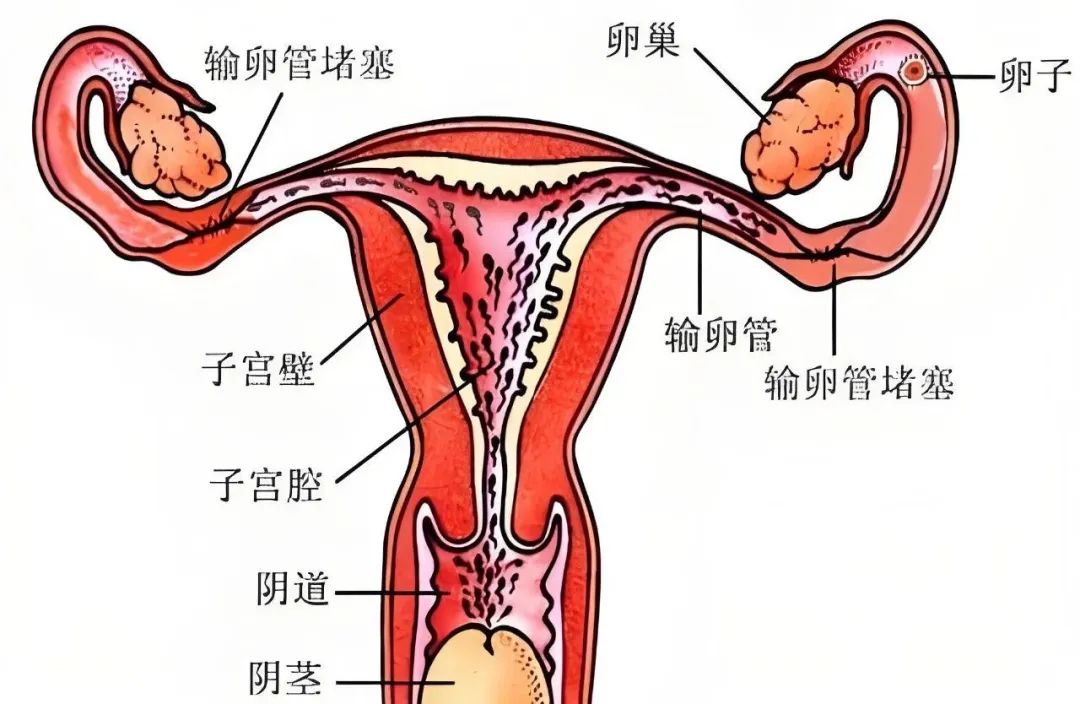 中影联盟腹部晨读1627期结果