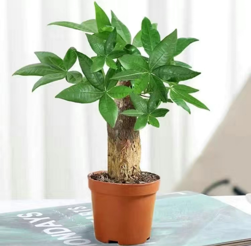 1823期腹部晨读病例